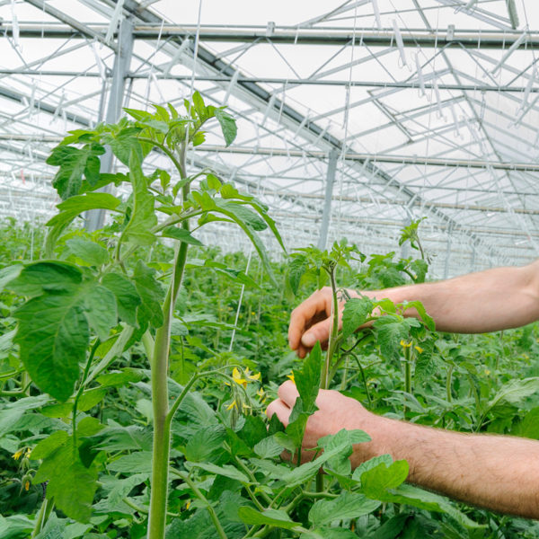 tomate-producteurs