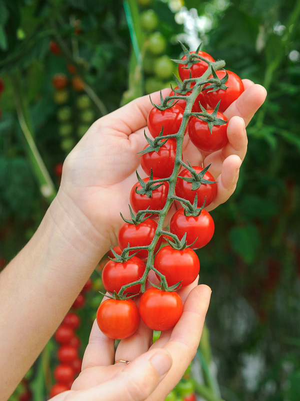 tomates-cultivees-sans-pesticides