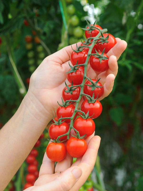 Bulle sans pesticides & ferme aux insectes !